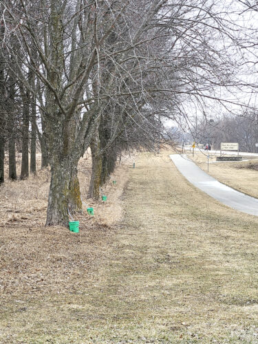 Maple syrup is being harvested in advance of weekend fundraiser